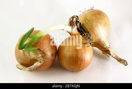 Three bulbs are isolated on a white background. Spring vitamins Stock Photo