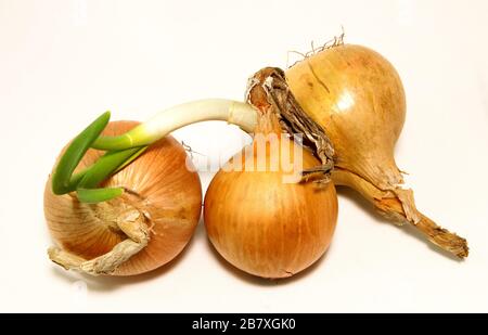 Three bulbs are isolated on a white background. Spring vitamins Stock Photo
