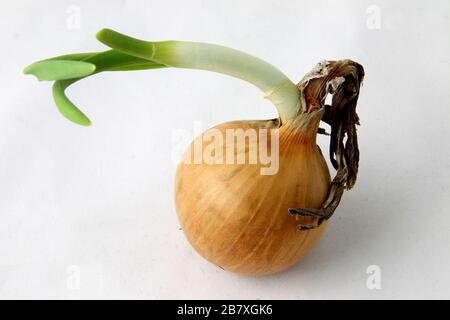 Three bulbs are isolated on a white background. Spring vitamins Stock Photo