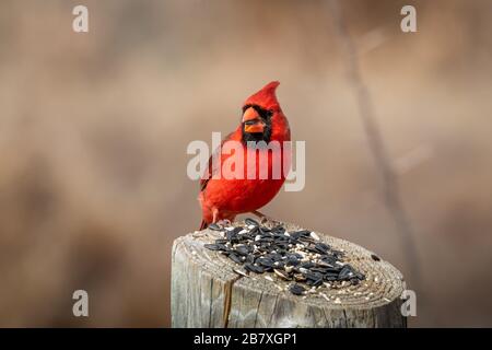 A male Northern Cardinal (Cardinalis cardinalis) sitting on a post Stock Photo