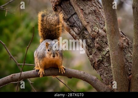 Eastern fox Squirrel (Sciurus niger) in a tree Stock Photo