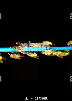 A picture of bee Selective focus Stock Photo