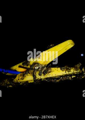 A picture of bee Selective focus Stock Photo