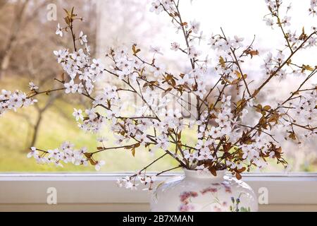 White flowering twigs in vase by the window. Spring concept. Fruit tree branches indoors. Stock Photo