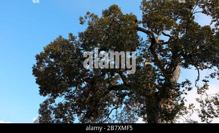 Top part of a large tree with thick leaves and strong branches, and blue sky in the background. Stock Photo