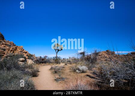 View of beautiful Joshua Tree at Joshua Tree National Park in California Stock Photo