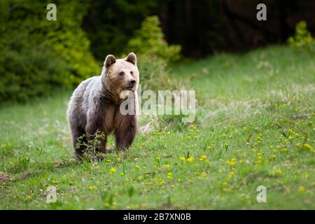 Adult brown bear watching around on slope covered with green grass in spring Stock Photo