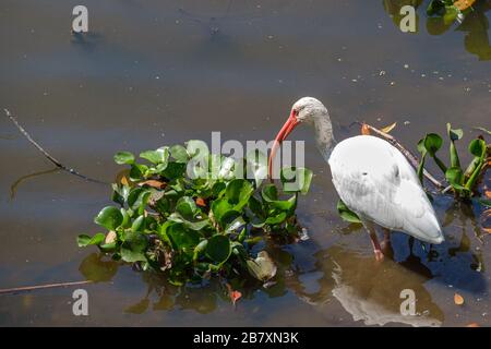 White Ibis and Water Hyacinth in Lagoon in City Park, New Orleans, LA, USA Stock Photo