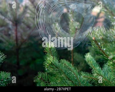 Closeup of a pine needles and a spider web in the blurred background Stock Photo