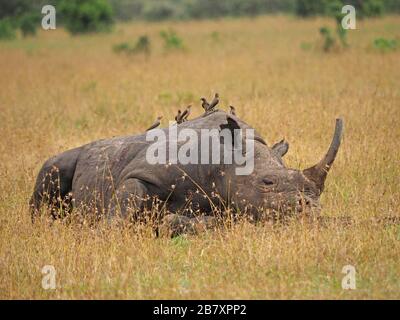 adult White Rhino or square-lipped rhinoceros (Ceratotherium simum) dozing in the dry long grass of Ol Pejeta Conservancy, Laikipia, Kenya,Africa Stock Photo