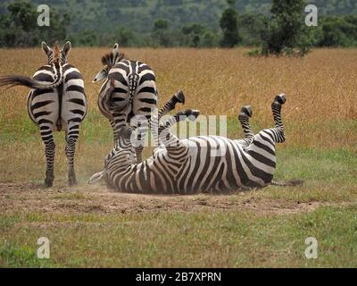 Three plains Zebras (Equus quagga, formerly Equus burchellii) taking turns at dust roll on plains of Ol Pejeta Conservancy, Laikipia, Kenya, Africa Stock Photo