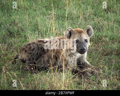 single young adult Spotted Hyena (Crocuta crocuta) reclining with alert eyes in long grass savannah at Ol Pejeta Conservancy, Laikipia, Kenya, Africa Stock Photo