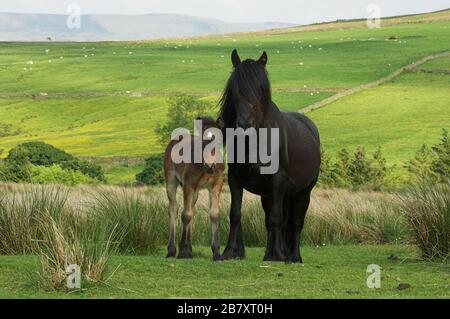 Fell pony with a foal, on the edge of the Howgill Fells, near Ravenstonedale in Cumbria, UK. Stock Photo