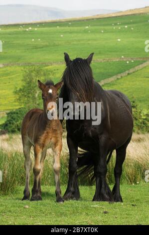 Fell pony with a foal, on the edge of the Howgill Fells, near Ravenstonedale in Cumbria, UK. Stock Photo