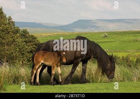 Fell pony with a foal, on the edge of the Howgill Fells, near Ravenstonedale in Cumbria, UK. Stock Photo