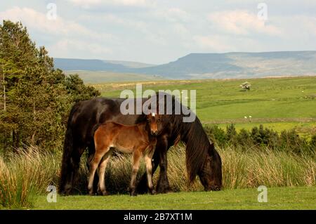 Fell pony with a foal, on the edge of the Howgill Fells, near Ravenstonedale in Cumbria, UK. Stock Photo