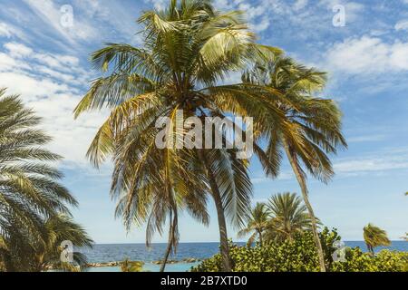 Gorgeous tropical landscape view. View of green palm trees on blue sky background Miami south beach. Gorgeous nature landscape background. Stock Photo