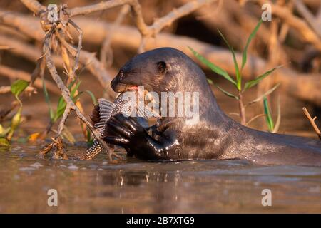 A Giant Otter (Pteronura brasiliensis) eating a Armored Catfish on a river in North Pantanal, Brazil Stock Photo