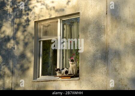 A couple of cats sitting on the window Stock Photo