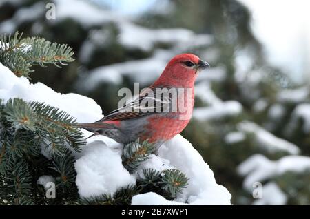 A stand of evergreen trees covered with the snow of an Alberta winter in rural Alberta Canada. Stock Photo