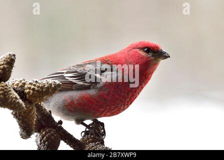 A close up image of a Pine Grosbeak bird ' Pinicola enucleator'; perched on some cones on a tree branch in rural Alberta Canada. Stock Photo