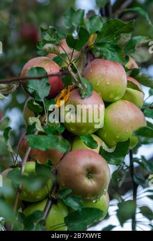Red-green apples on a tree branch. Water drops on apples after the rain. Stock Photo