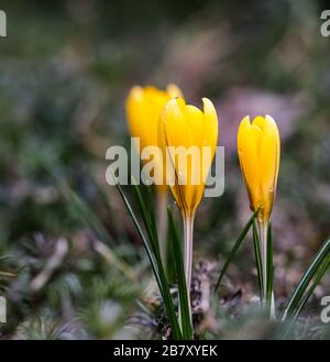 The first yellow crocuses with raindrops in the spring garden. Botanical concept Stock Photo