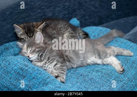 Two cute kittens, gray and tabby, are sleeping on a blue blanket. Stock Photo