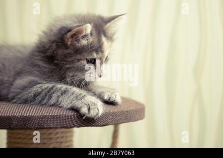 Gray fluffy kitten lies on top of a game complex with scratching post. Stock Photo