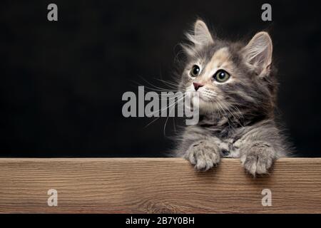 Beautiful gray female kitten rests its paws on a wooden board. Blank for advertisement or announcement with copy space. Stock Photo