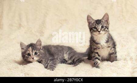 Two cute kittens on a cream fluffy fur blanket, copy space. Stock Photo
