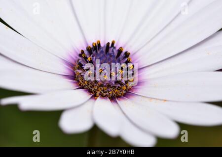 Detail of the corolla and stamens with pollen of a white cape daisy Stock Photo