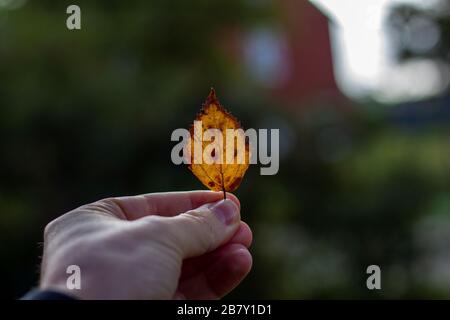 A portrait of a hand of a person holding a small single fallen orange and yellow colored leaf during fall with a nice blurred background. Stock Photo