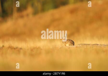 Rabbit insummer. Animal nature habitat, life in meadow. European rabbit in grass in early morning Stock Photo