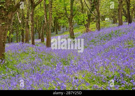 Magnificent display of bluebells in full bloom in the woods on Eype Down near Higher Eype in Dorset England, UK Stock Photo