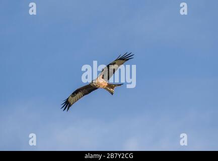 A Red Kite flying overhead in the Tywi Valley, Carmarthenshire, South West Wales on a blue sky sunny day in January, most probably looking for food. Stock Photo
