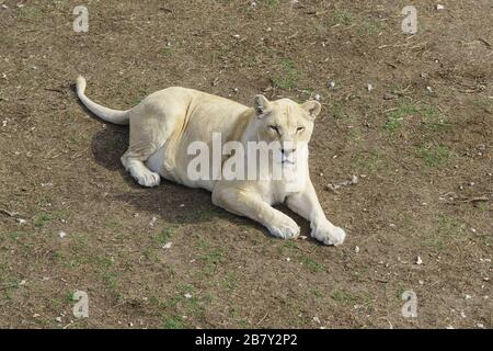 An elderly white lioness lies on the ground. Look at the camera Stock Photo