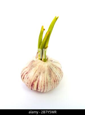 sprouted head of garlic on a white background close-up Stock Photo