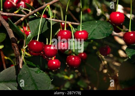 Bunches of ripe red cherries on a tree with raindrops in the sun. bokeh Ripe juicy cherries on a cherry tree branch. Drops of water on fruits after ra Stock Photo