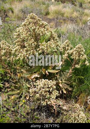 Aeonium davidbramwellii, La Palma endemic Crassulaceae Stock Photo