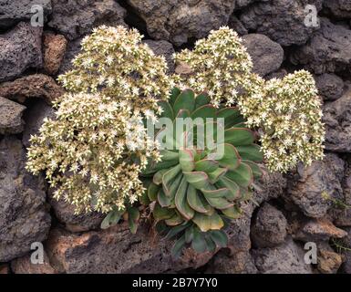 Aeonium davidbramwellii, La Palma endemic Crassulaceae Stock Photo