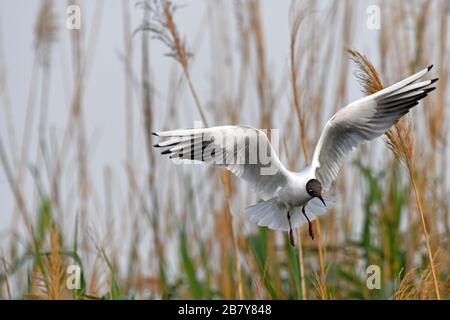 Black headed gull flying Stock Photo