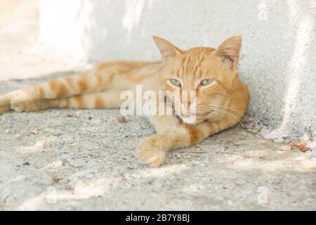 Light brown cat with striped fur lying down in front of the wall Stock Photo