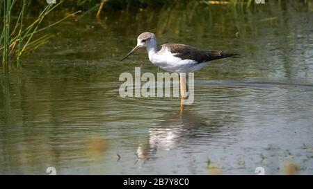 close view of a black winged stilt wading in water at serengeti national Stock Photo