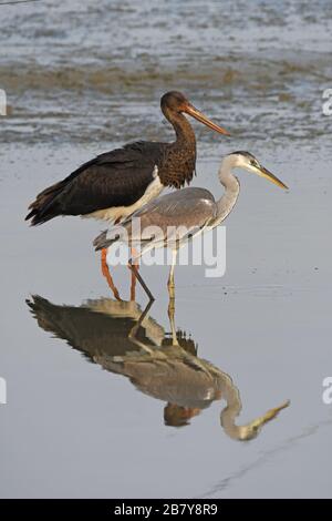 Grey heron and black stork in a pond Stock Photo