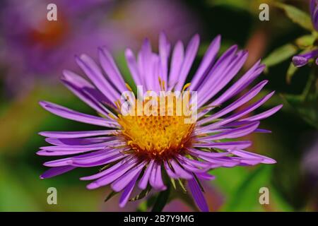 purple Aster flower Stock Photo
