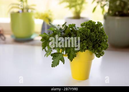 Bunch of fresh parsley in yellow ceramic pot stand on white table in  kitchen interior. Bundle of fresh herbs, parsley leaves, healthy lifestyle. Stock Photo