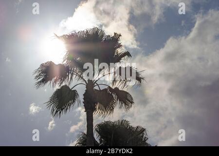 a beautiful blue sky with clouds and sun peeking out behind a florida palm tree Stock Photo