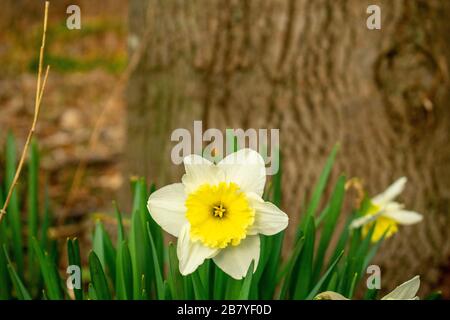 A Single Bright Yellow Tulip Against a Tree Stock Photo