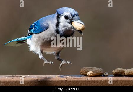 In mid air Stock Photo